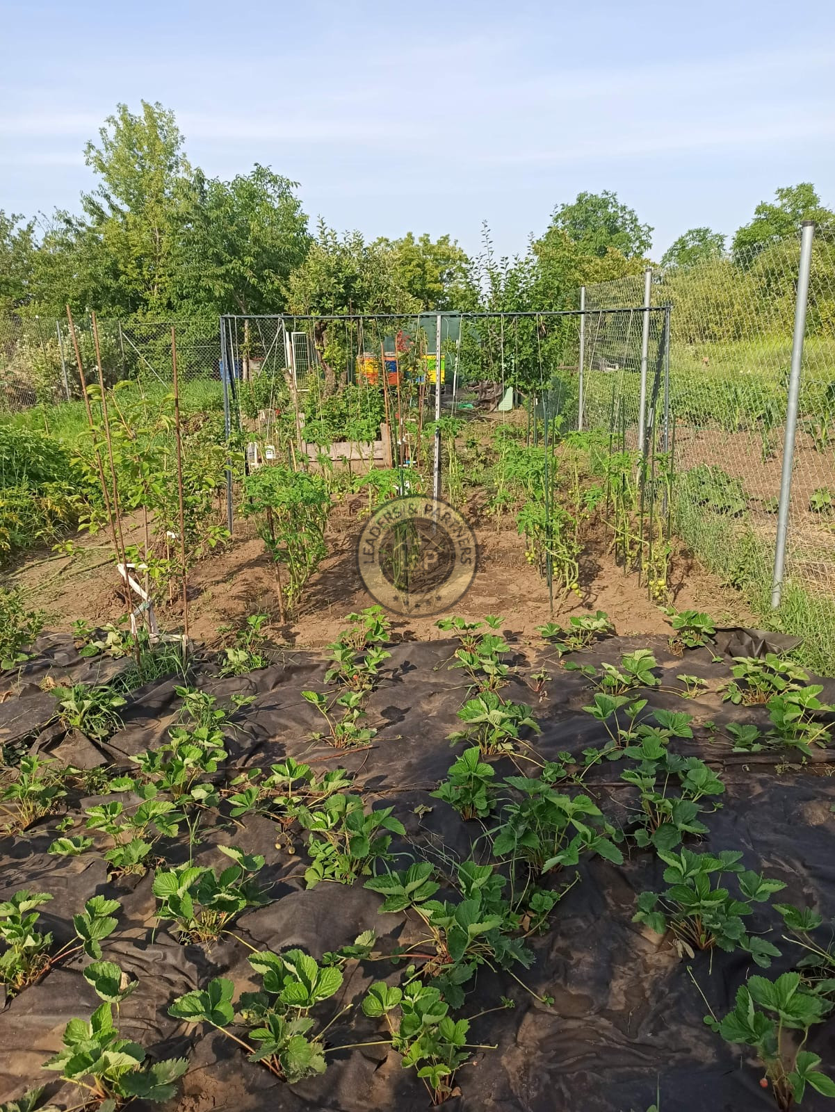 Na predaj záhradka v Modranke 250m2 - 10